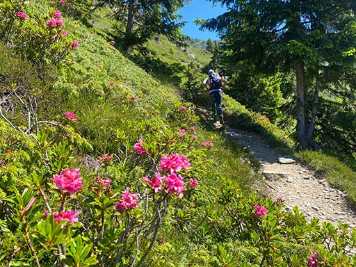 Fiori lungo il sentiero verso il Rifugio Balicco